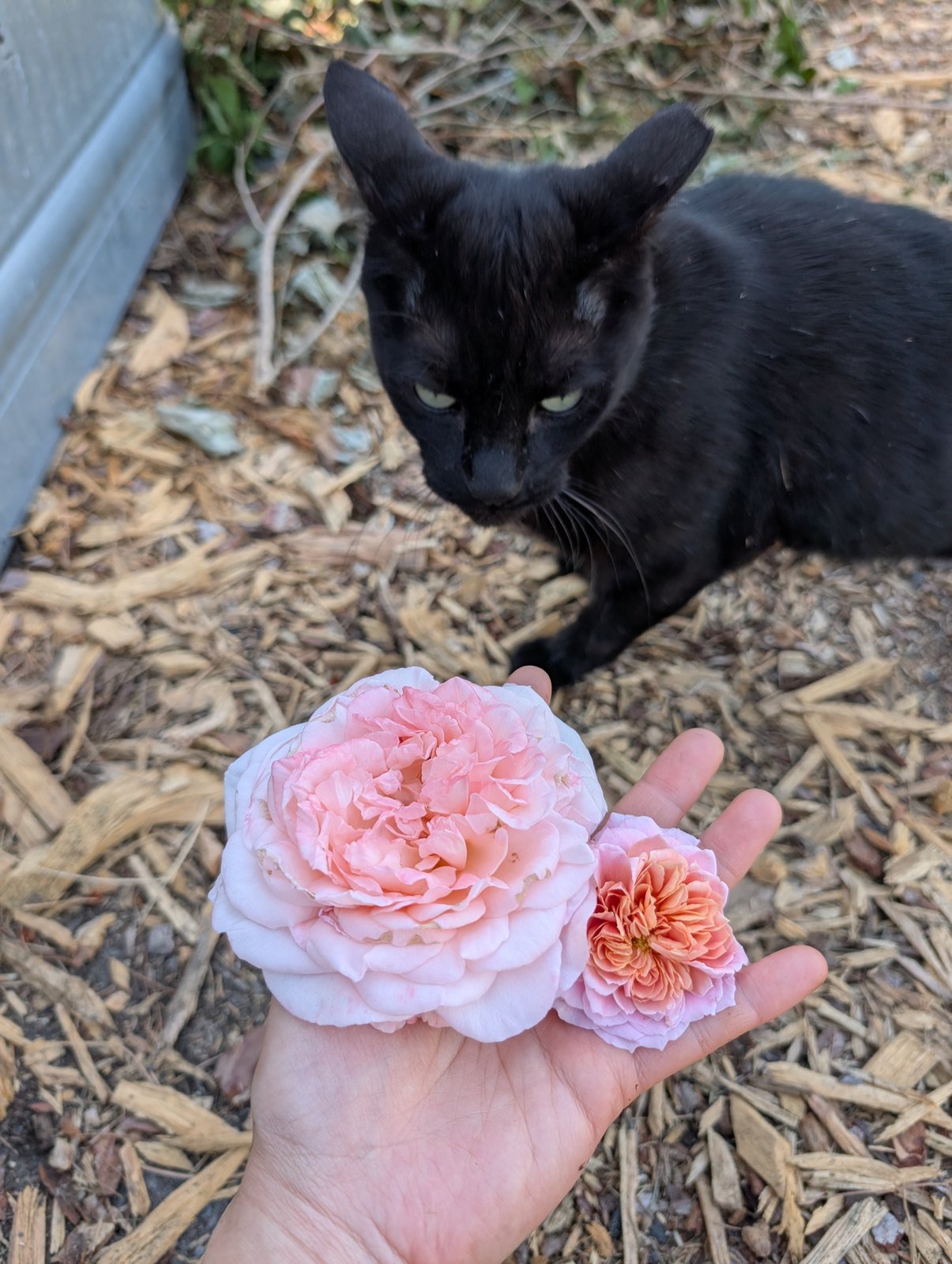 A hand holding a large blush Princess Charlene bloom and a small apricot Mikoto bloom, with a black cat watching from the mulch behind