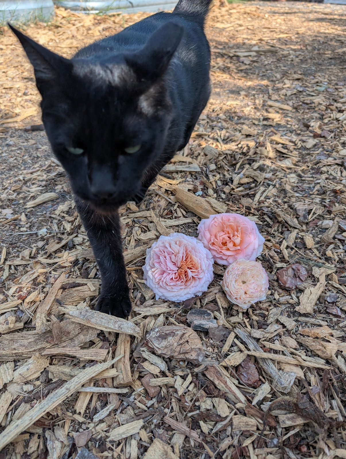 Three pink and apricot rose blooms laid on bark mulch with a black cat stepping towards them