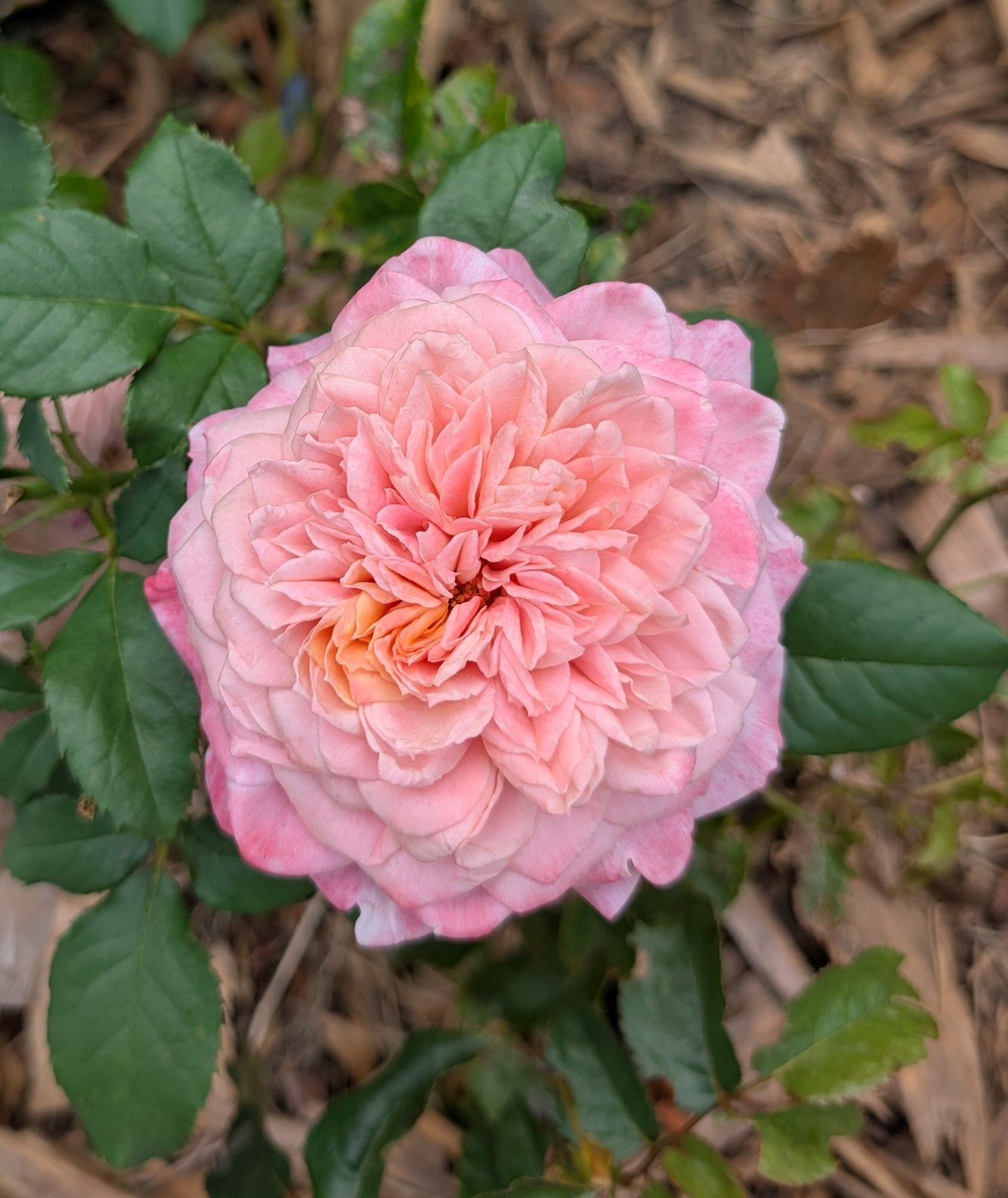 Mikoto rose, apricot-pink quartered bloom in the garden