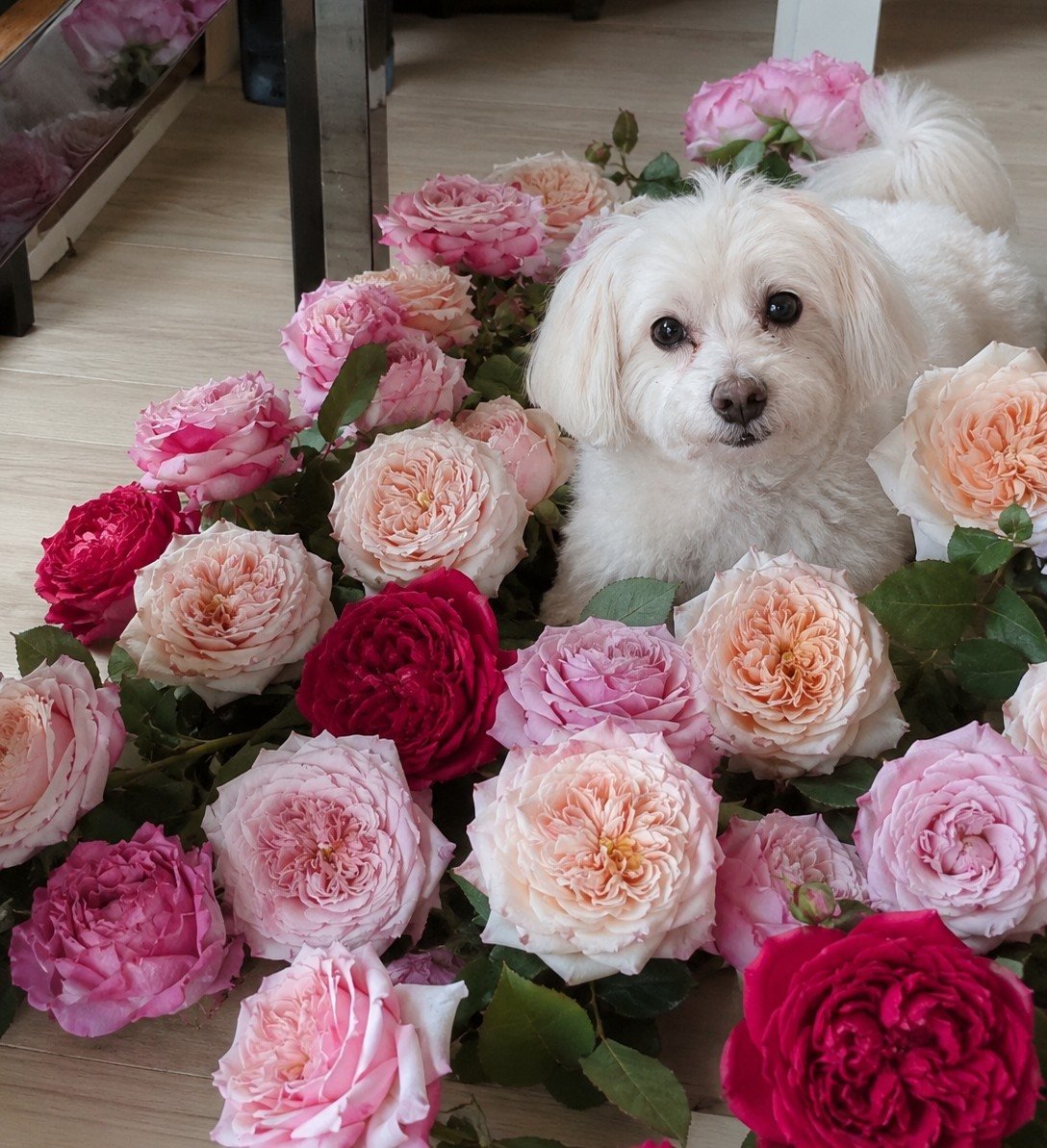 Mixed garden roses in pink, coral, peach and crimson with a white dog