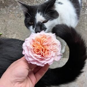 Phytu Miyabi Brown And Polka Tuxedo Cat With Wabara Ro