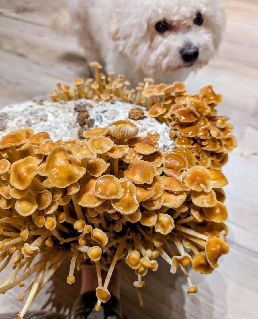 Mushrooms