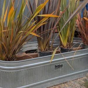 phytu-new-zealand-flax-phormium-tenax-mixed
