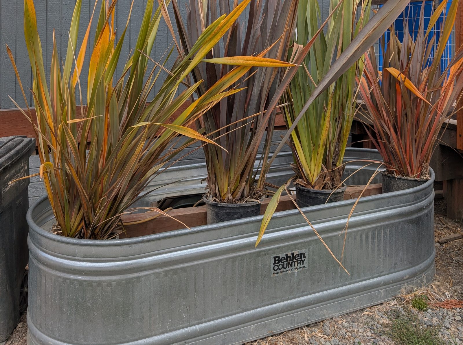 New Zealand flax in green, bronze and variegated leaf