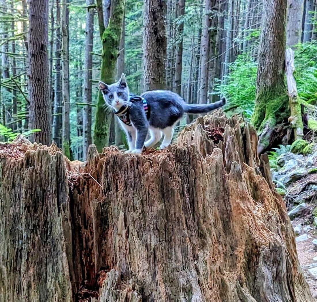 Nobu the cat on a weathered stump in an old-growth Pacific Northwest forest