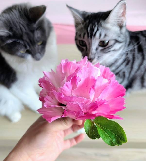 Peonies