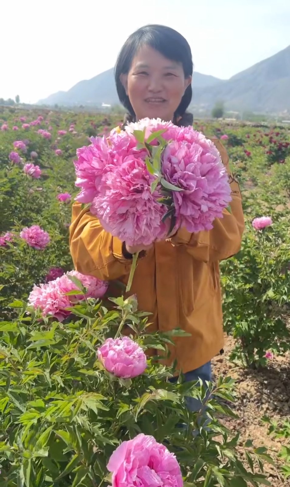 A grower holding an armful of pink tree peonies in a peony field