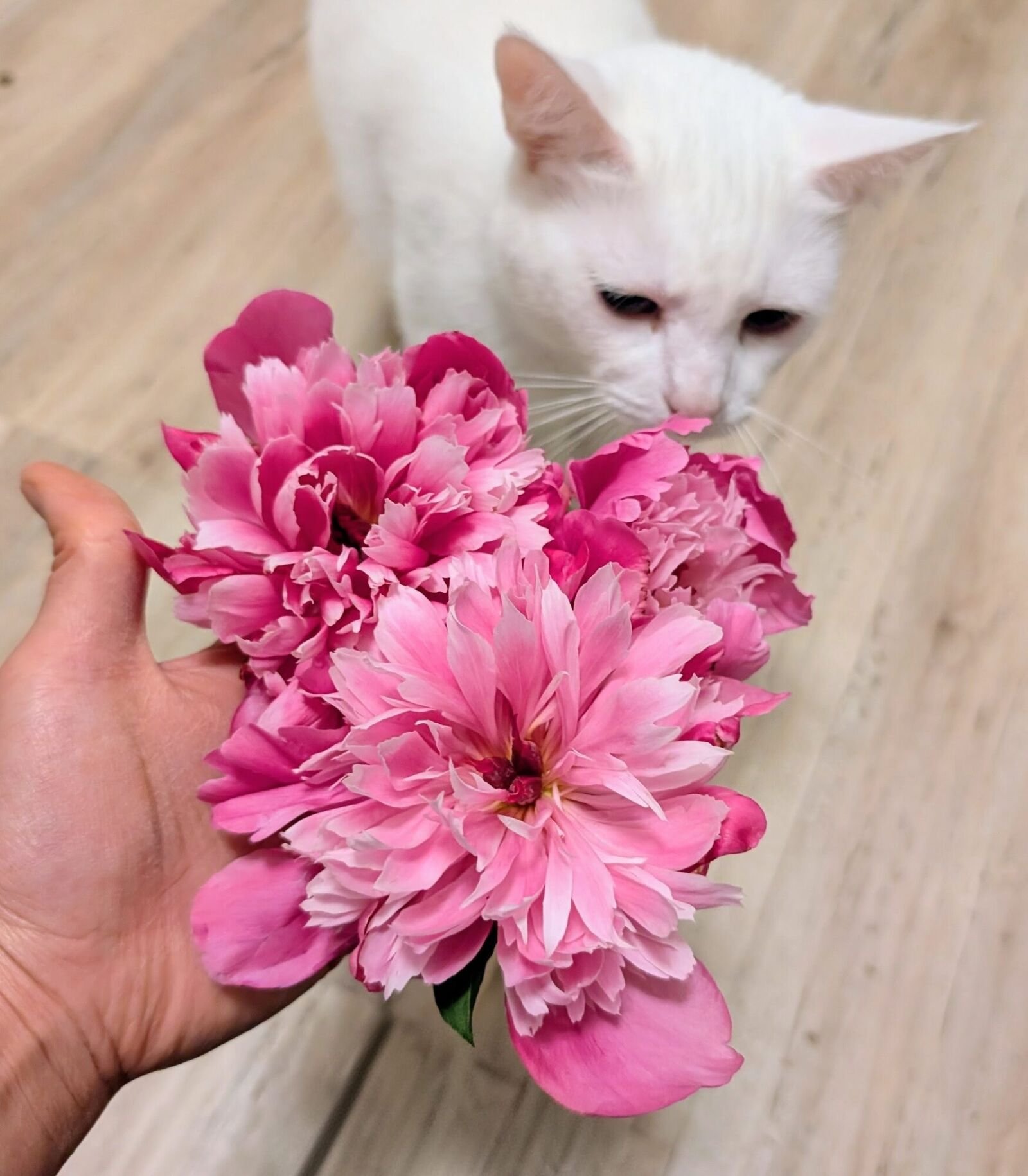 A handful of freshly cut peonies with a white cat supervising