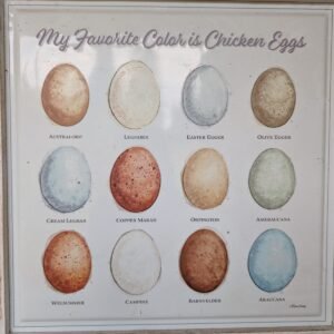 phytu-petals-posies-egg-colour-chart