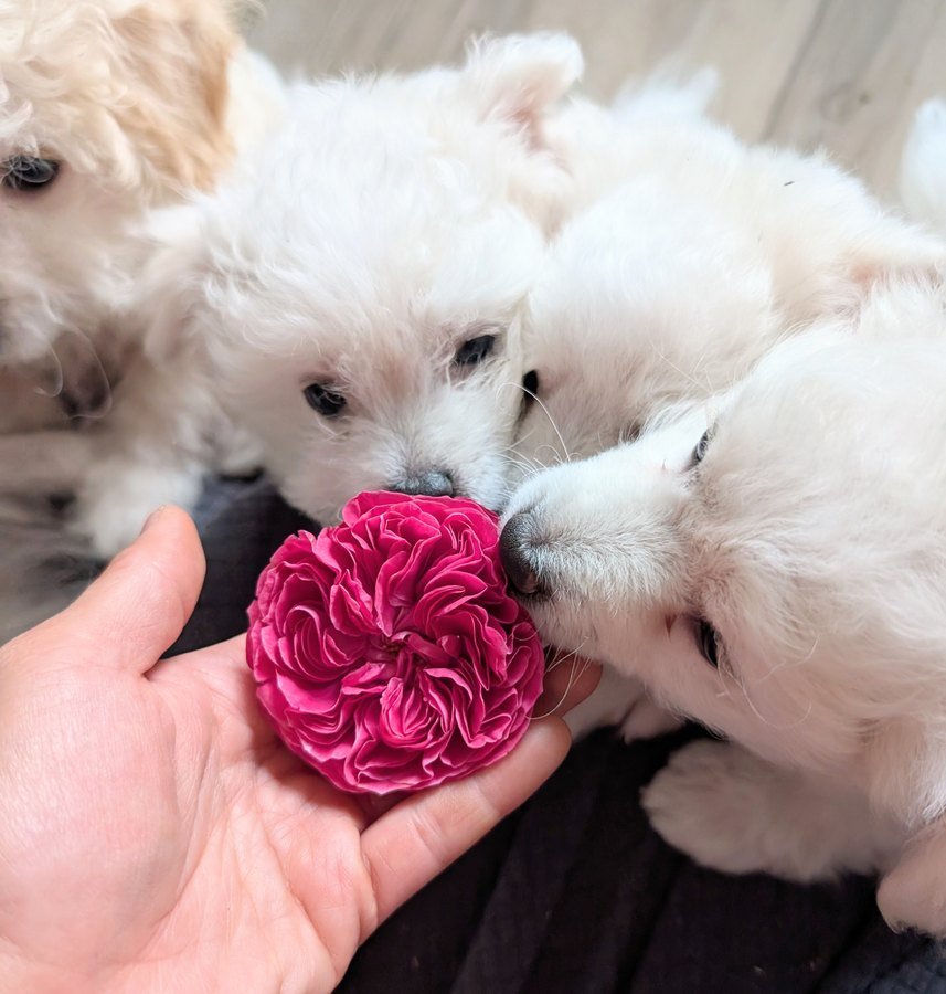Pink & Pretty deep pink rose held in hand with four white puppies sniffing it