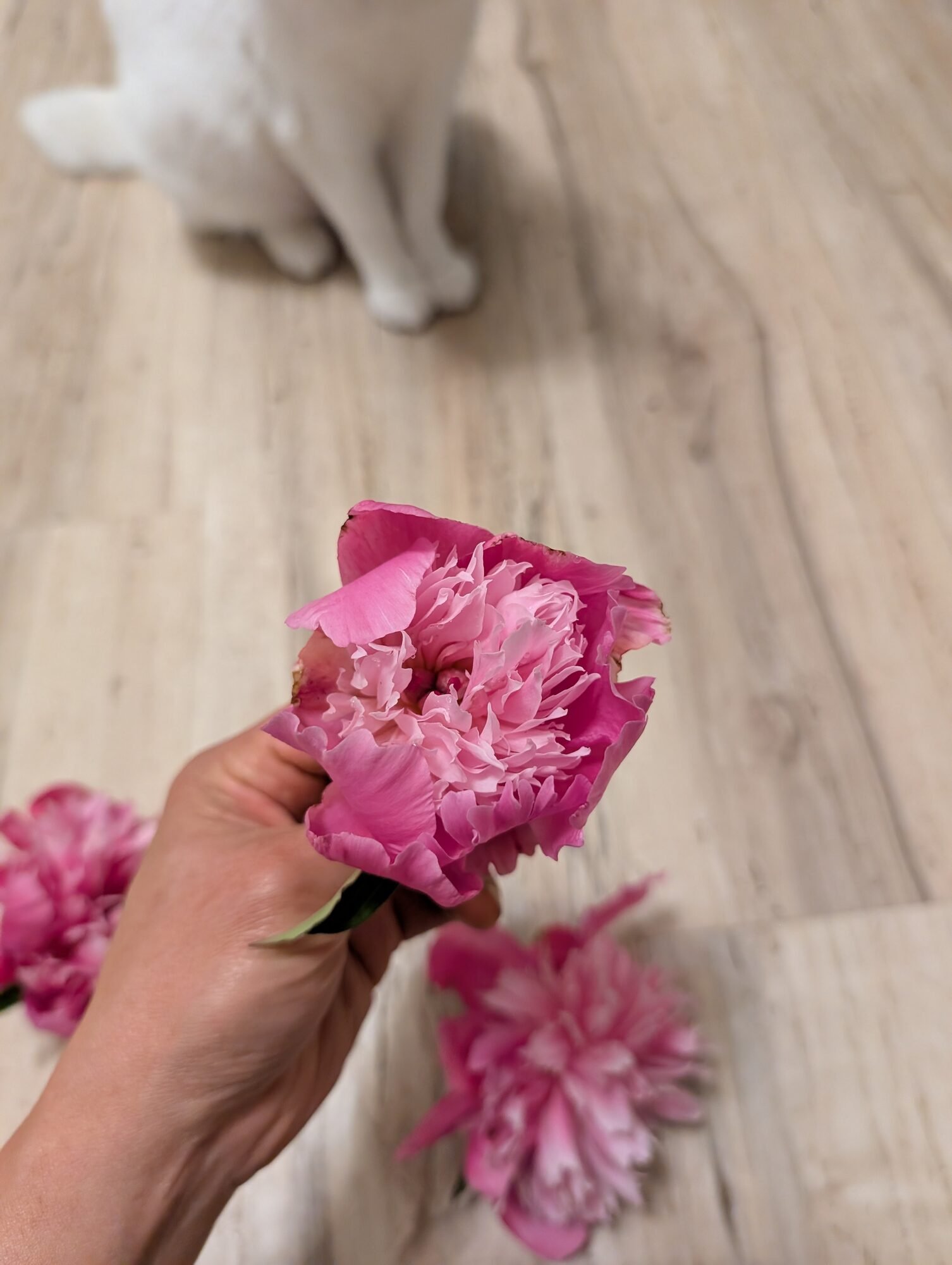 A pink peony bloom beside a white cat