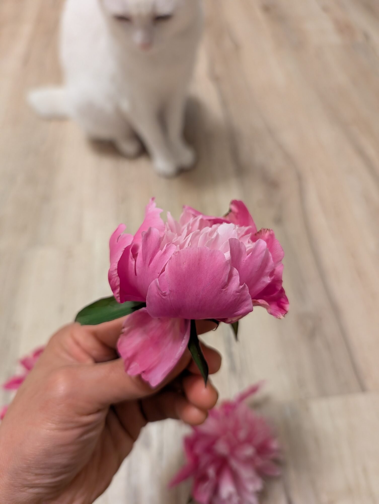 A pink peony in the foreground with a white cat behind it