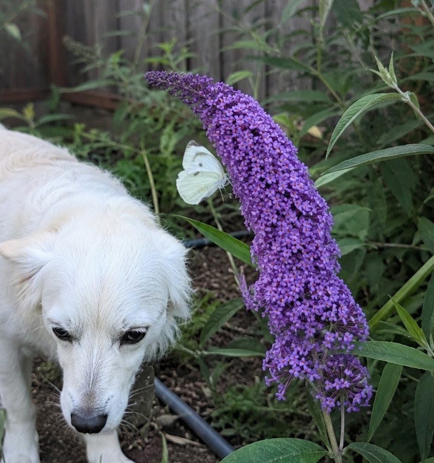 Pollinators friendly — a cabbage white butterfly on a purple butterfly bush with a white dog in the garden
