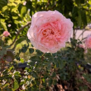 A pale blush-pink Princess Charlene rose in full bloom on the bush in morning light