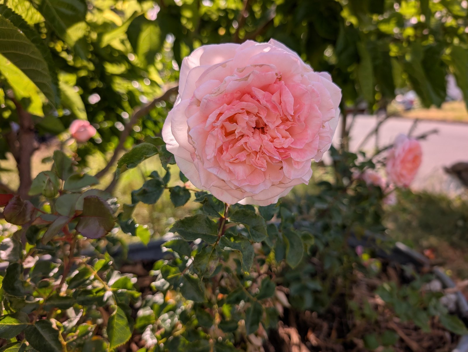 A pale blush-pink Princess Charlene rose in full bloom on the bush in morning light