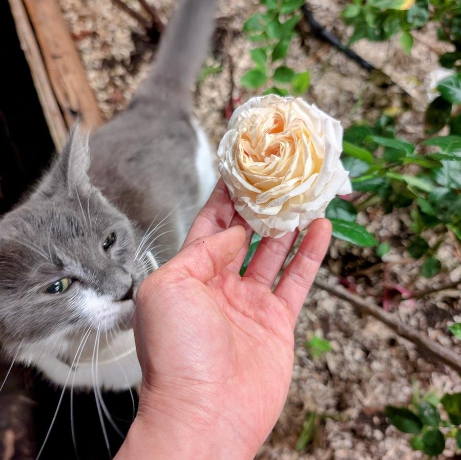 Princess Sakura rose — grey cat sniffing cream rose