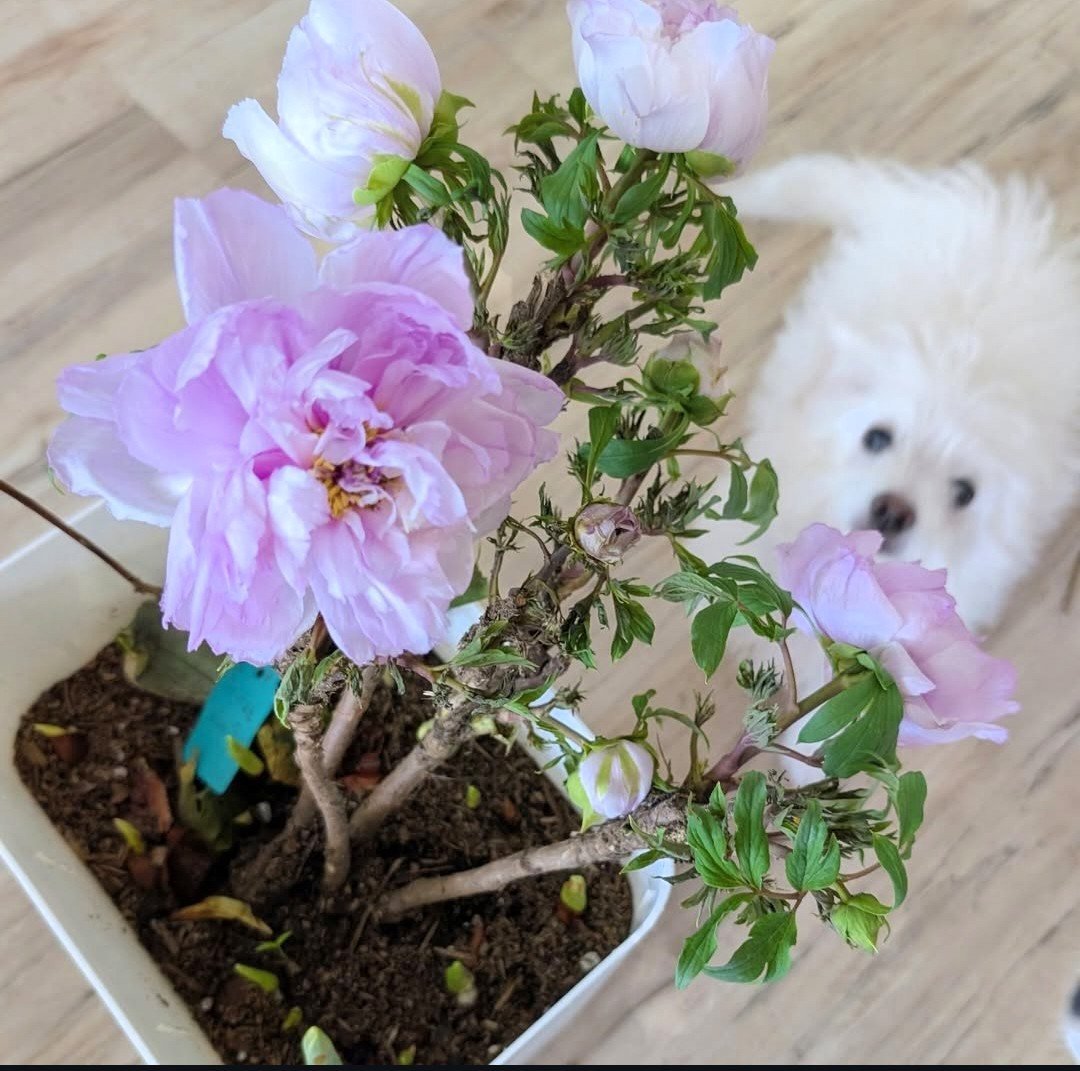 Prosperous Family tree peony with Mika the white dog