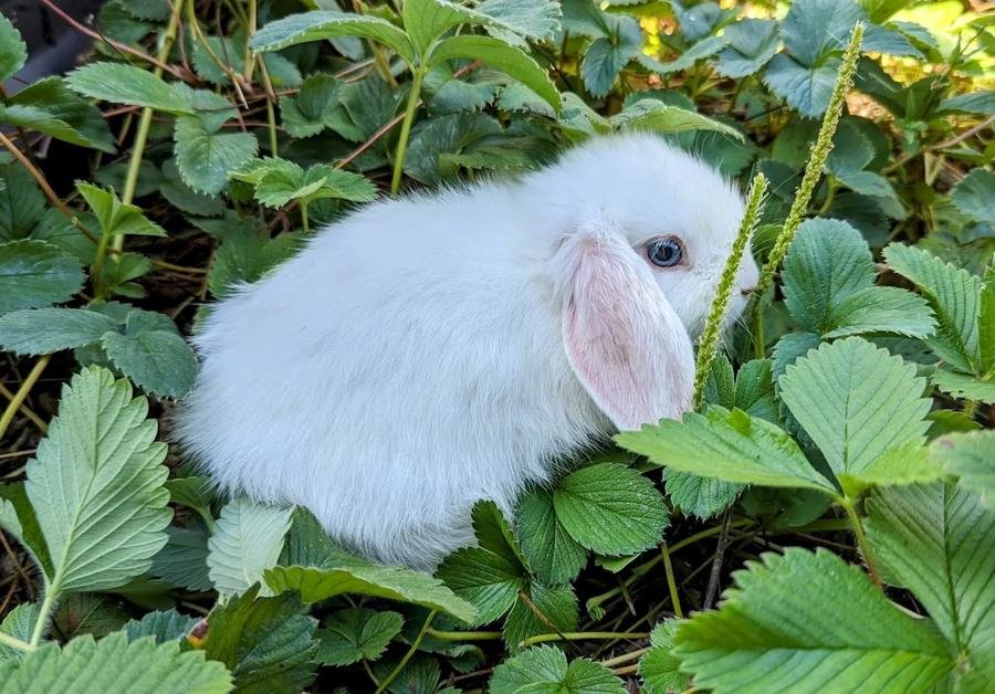 Rabbit garden companion