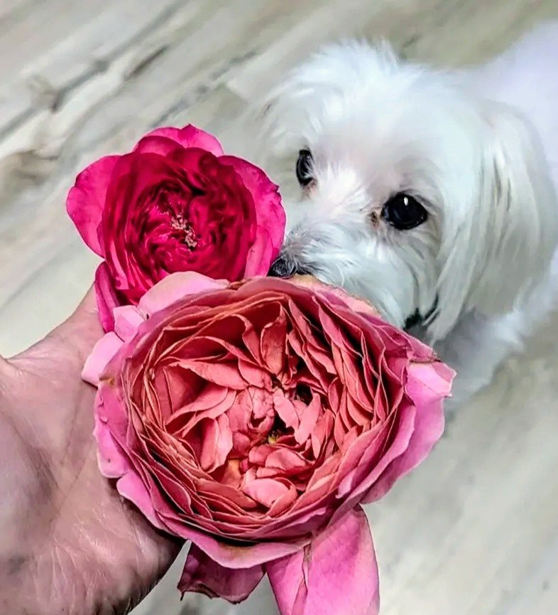 Romantic Antique roses with Ollie the white dog