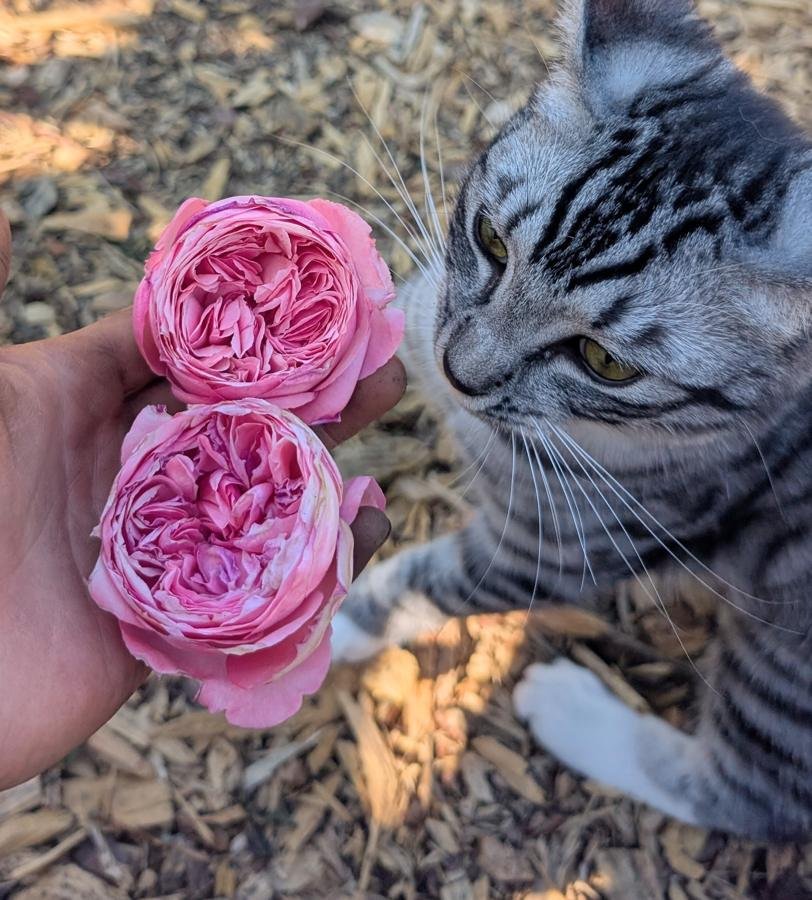 Romantica Ball Gown and Lina — silver tabby cat with two deep pink roses
