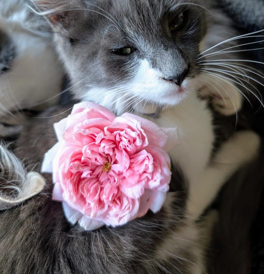 Schone Maid pink rose resting on Hime the grey and white cat