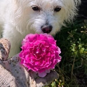 Phytu Sheherazade And Mika White Dog With Vivid Pink R
