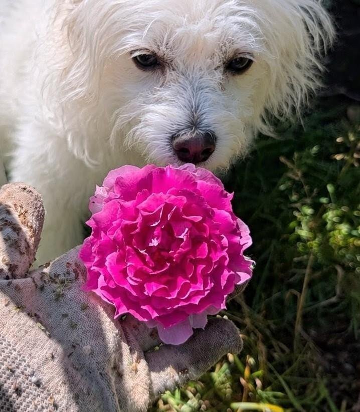 Sheherazade and Mika — white dog with vivid pink rose