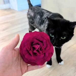 Phytu Stiletto Deep Magenta Rose Held In Hand With Fyn