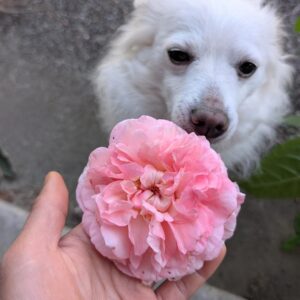 Str Hil rose, ruffled pink bloom held in hand with a white dog
