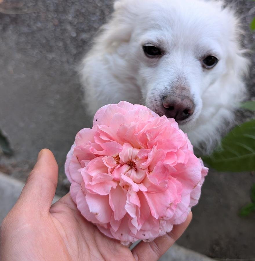 Strawberry Hill rose held in hand with Yuki the dog