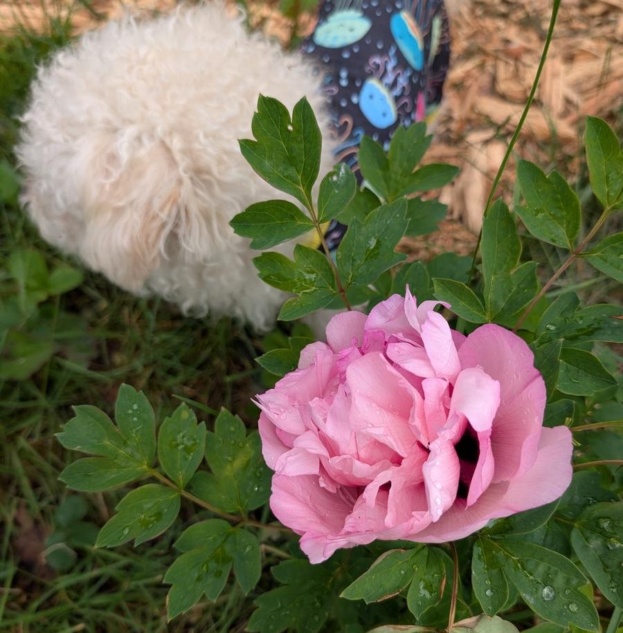 Tao Hua Zhuang Yuan pink peony with fluffy white dog Valo