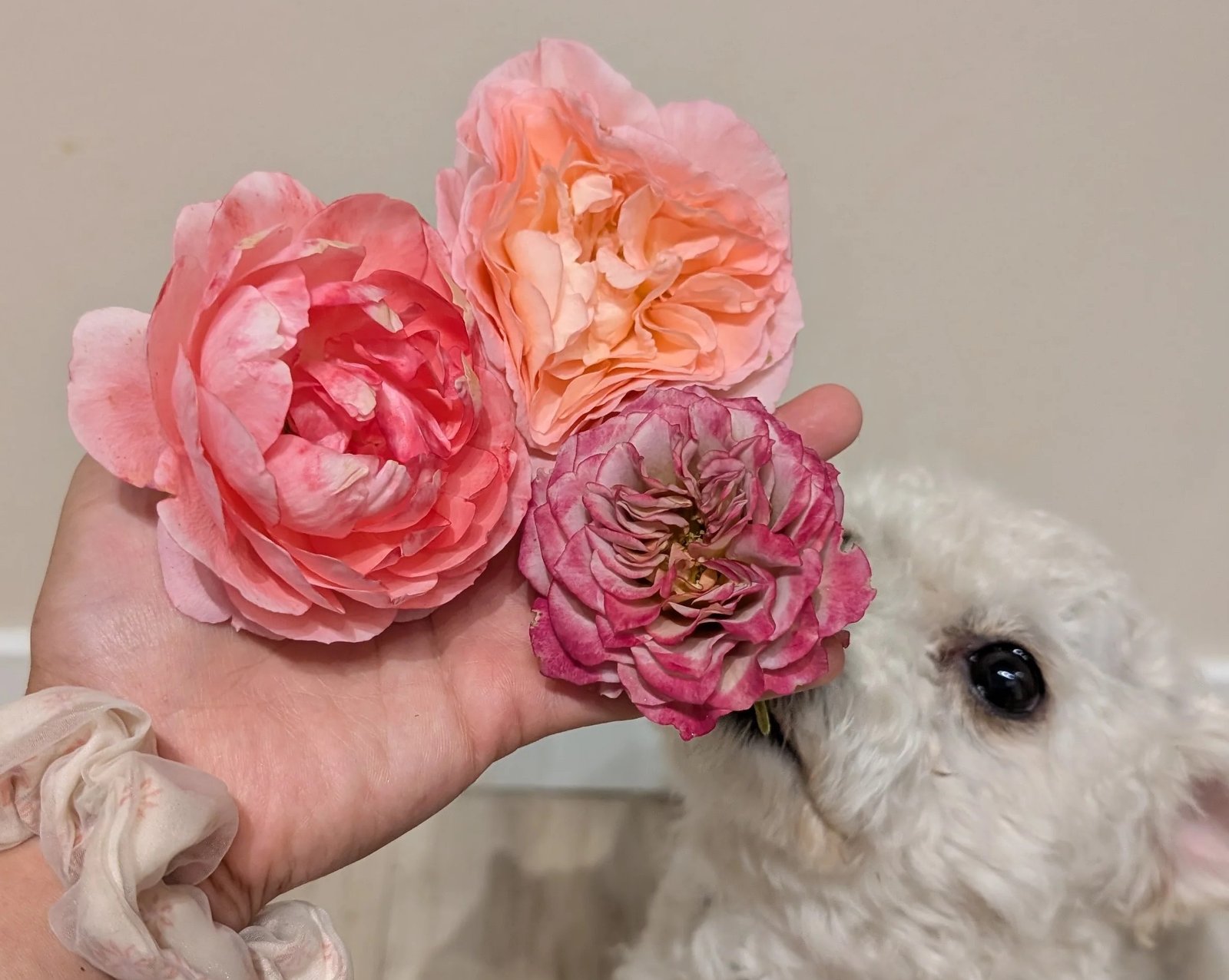 The Nature roses in hand with Valo the white dog