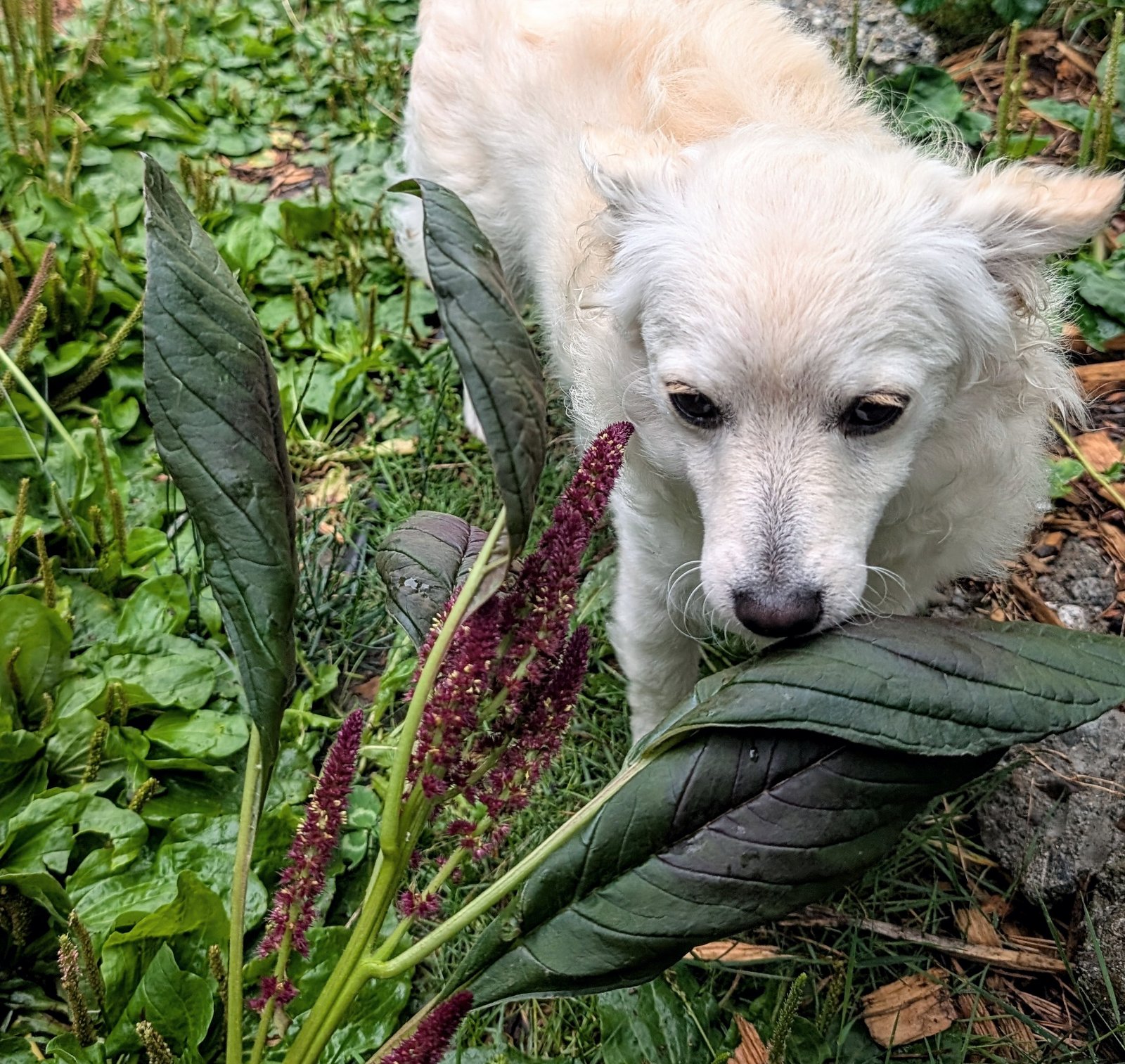 Plants that heal — Valo the white dog among amaranth and edible garden plants