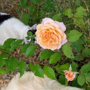 Tsukitohana rose, apricot bloom in the garden with a dog