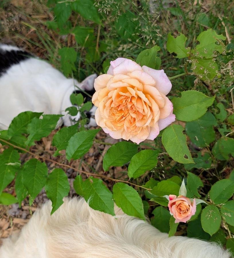 Tsukitohana apricot rose in the garden with Polka