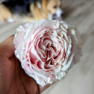 Phytu Tsumugi Rose Held In Hand With Gicor The Dog