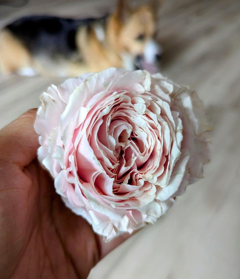 Tsumugi rose held in hand with Gicor the dog