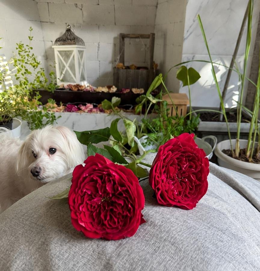 Two deep crimson Tess roses on linen with a white dog