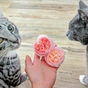 Her rose, two soft pink cupped blooms held in hand between two cats