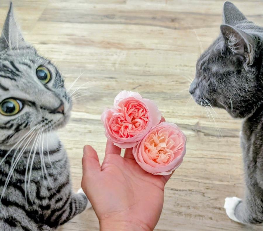 Two Heritage roses held in hand between Mimi and Lina, two silver tabby cats