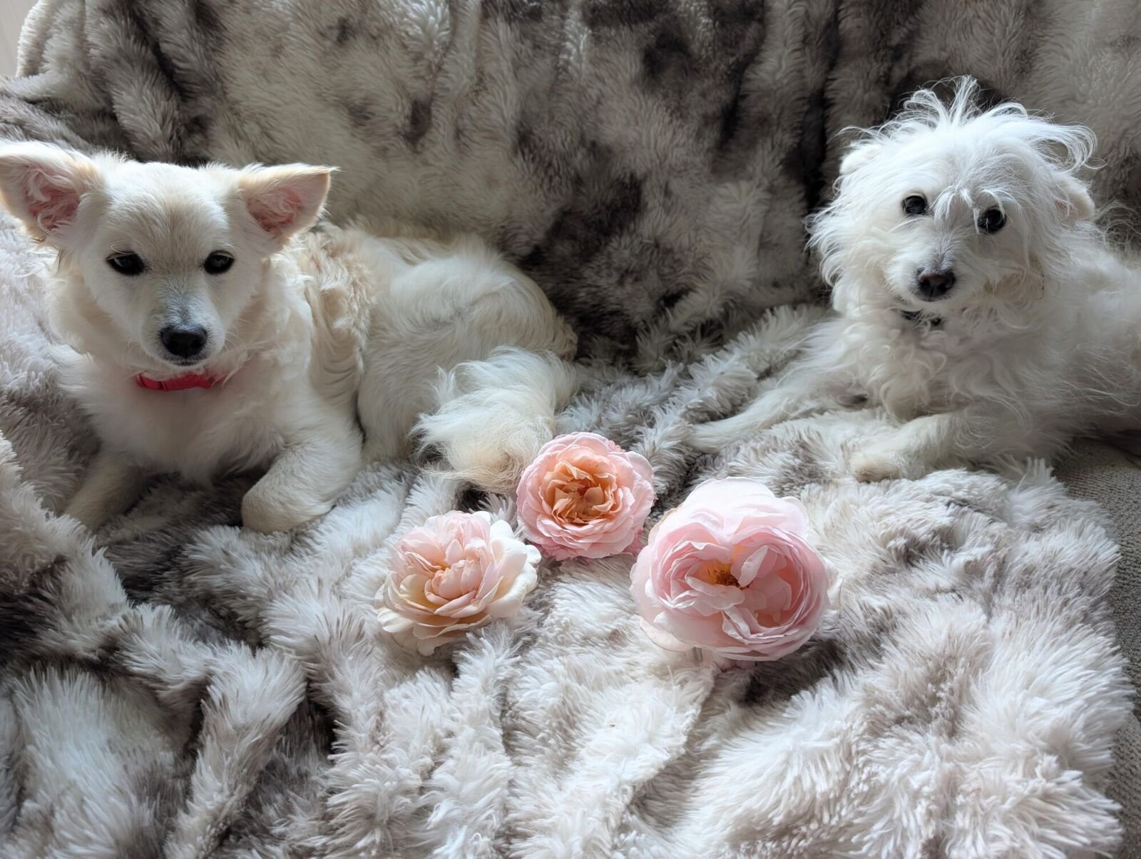 Two rescue dogs beside freshly cut garden roses
