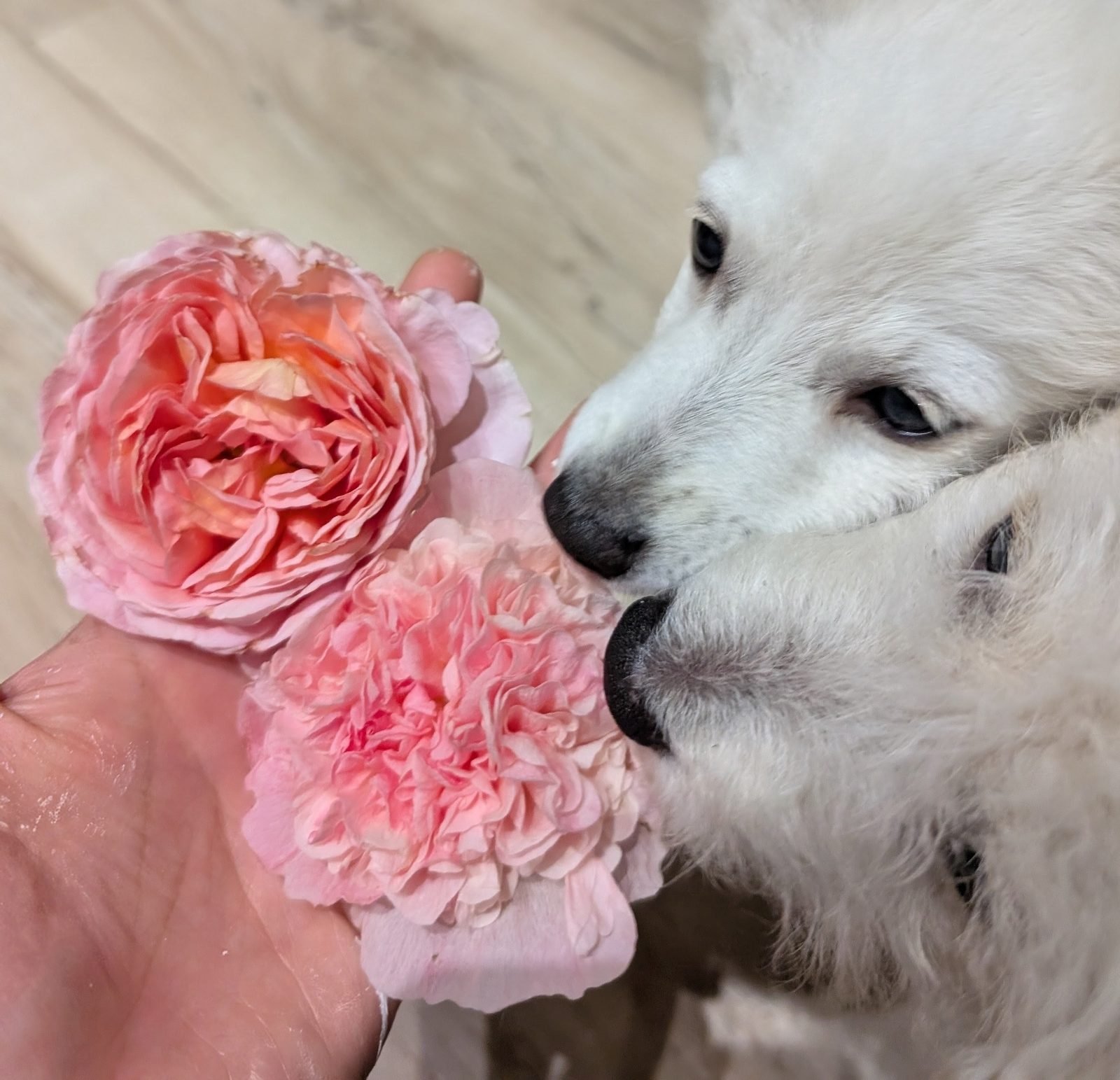 Two white puppies sniffing a handful of pink garden roses