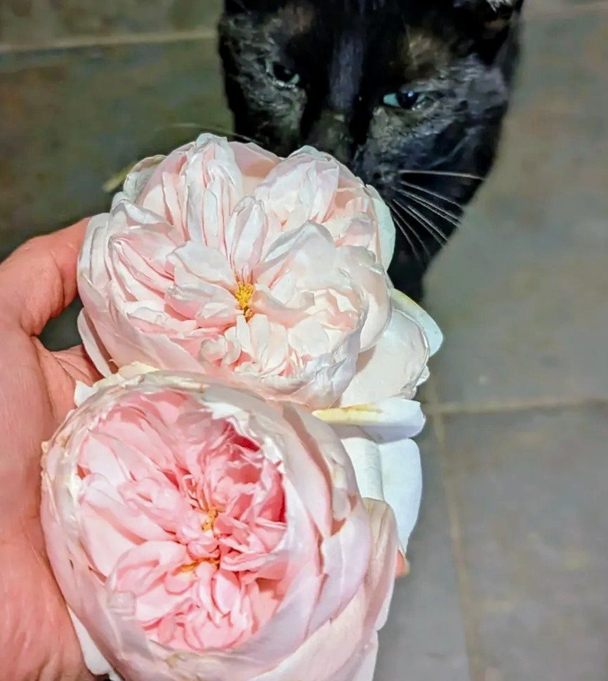 Valo the white dog next to a red tree peony bloom