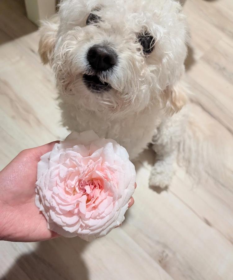 Valo the white dog posing with a blush pink rose