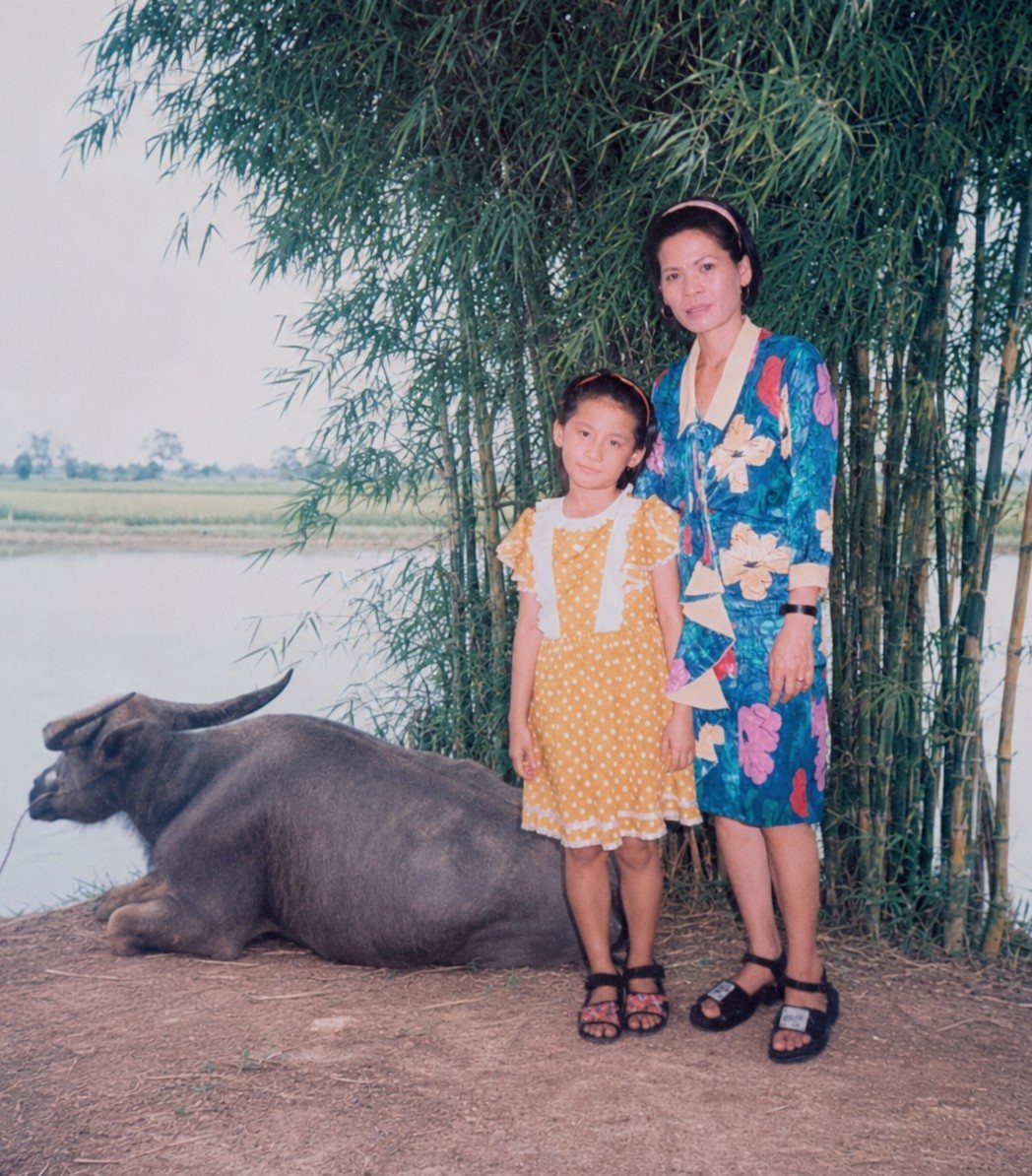 Water buffalo in a Hong Kong wetland