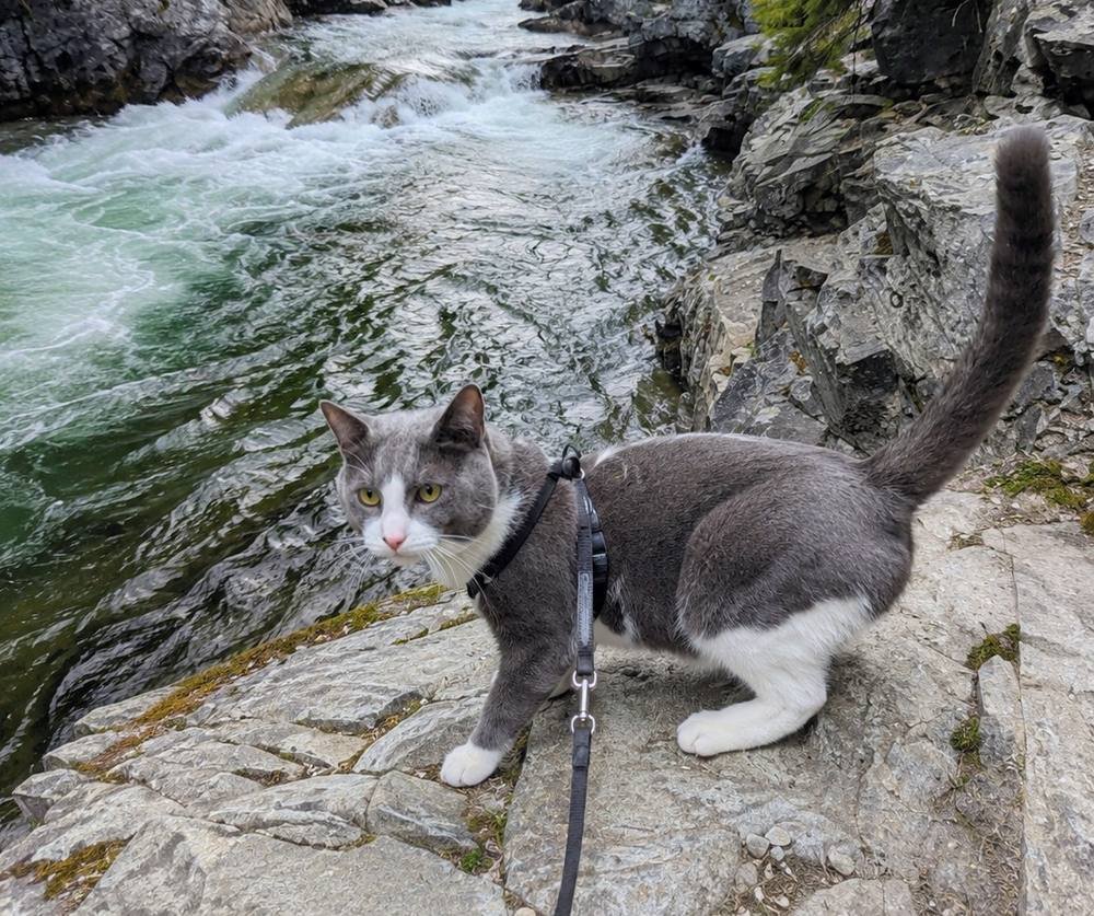 Waterway Cleanup — clearing streams and shorelines