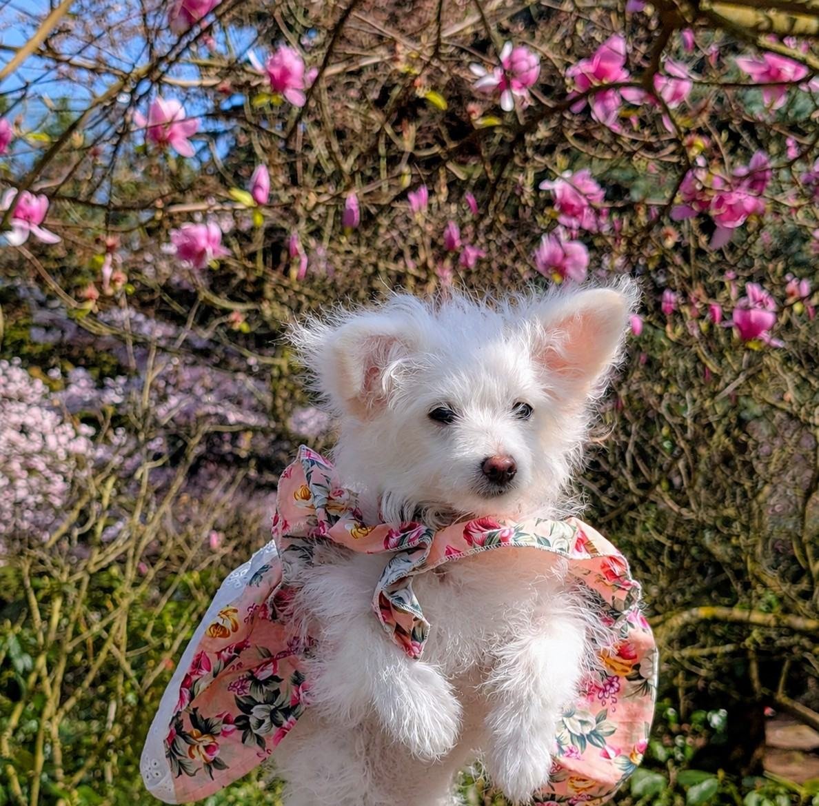 White puppy in a floral bandana beneath a blooming magnolia tree