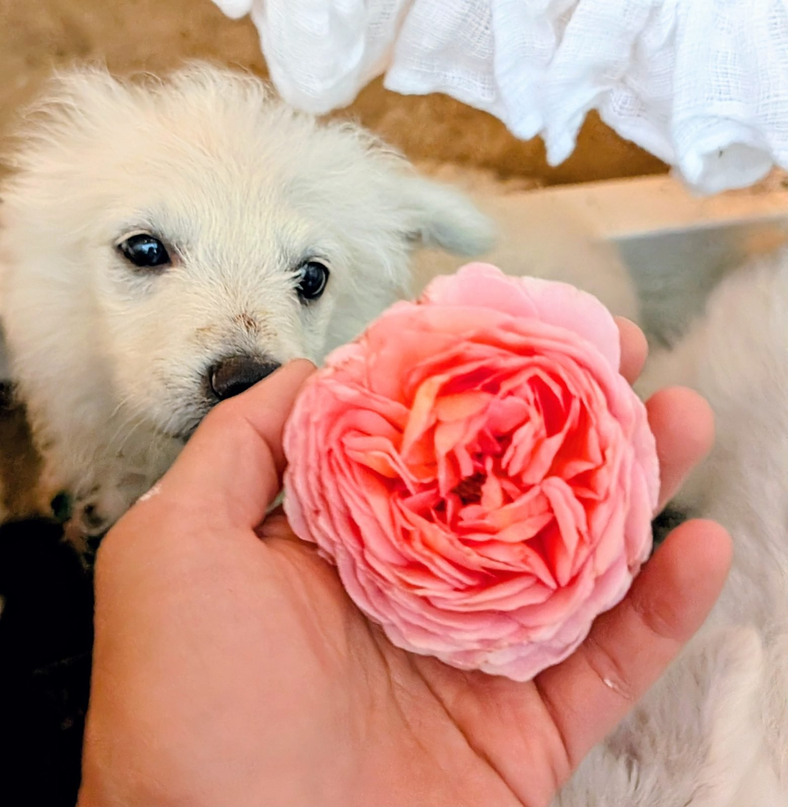 A white puppy nose to nose with a single pink rose