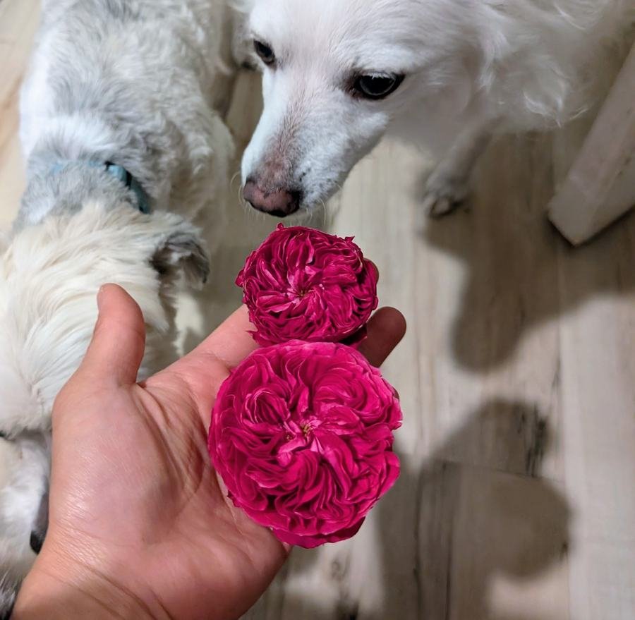 Yves Cantina red roses held in hand with Yuki the white dog