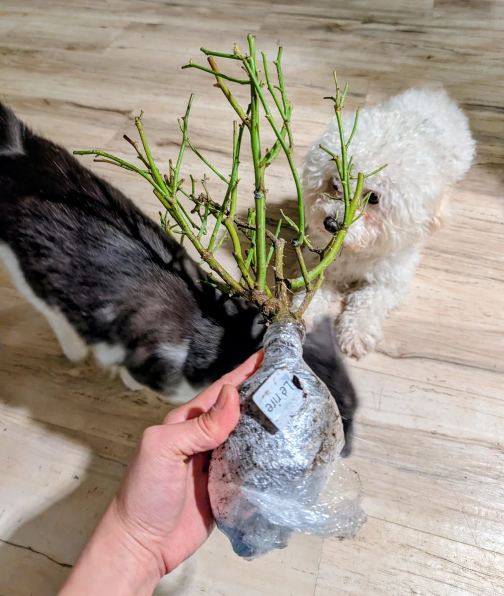 A wrapped bare-root rose held up indoors while a cat and a white dog inspect it